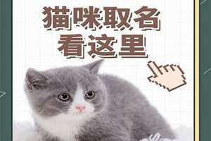 独一无二的猫咪名字灰色 独一无二的猫咪名字布偶