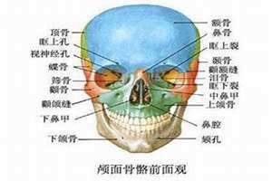 鹳骨突出 面相(鹳骨)