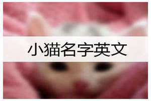 猫的英文名字大全 猫的英文名字怎么起