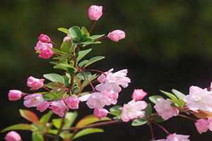 旺桃花催姻缘方法(旺桃花)