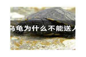 乌龟为什么不能送人? 十大牢底坐穿龟