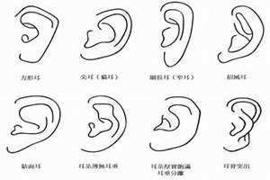 耳朵类型图及命运 耳朵类型图片大全