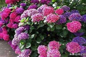农历7月开什么花 7月开什么花开花季节