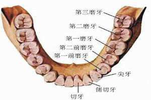 牙齿有几颗牙 牙齿有几颗正常图片