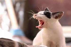 梦见猫说话是什么意思(梦见猫说话)