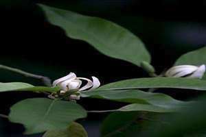 白兰花花语和象征 白兰花花语和寓意