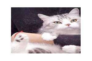 女人梦见猫是什么预兆(梦到猫是什么意思)