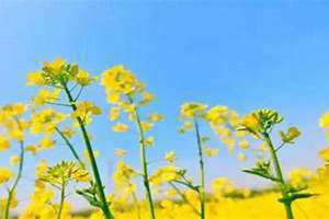 梦见油菜花是什么意思,预兆好吗? 梦见油菜花开了一大片