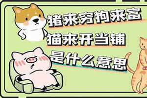 猫来富还是狗来富 猫来富狗来穷的民间谚语