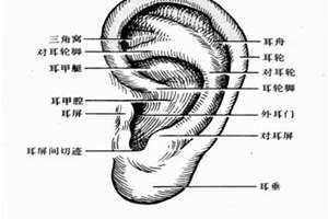 耳唇里面长了个硬疙瘩怎么办 耳唇有皱纹是什么原因?