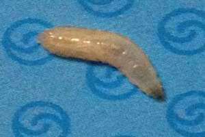 白色蠕虫鲁利姆 白色蠕虫为什么是旧日之耻