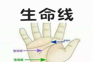 哪条是生命线事业线爱情线(哪条是生命线)