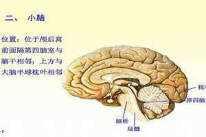 大脑门的女人好不好 大脑门男人是什么面相