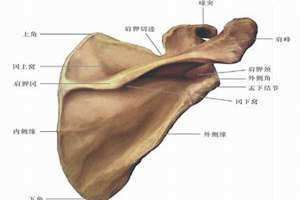 正常人的肩胛骨图侧面 正常人的肩胛骨图翼状肩胛