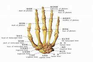 手骨关节疼痛什么原因(手骨)