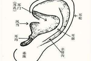 耳朵看相算命 耳朵看相大全