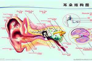 耳朵构造图解大全清晰 耳朵构造图及名称