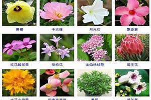 花的名字大全100种 花的名字大全及图片