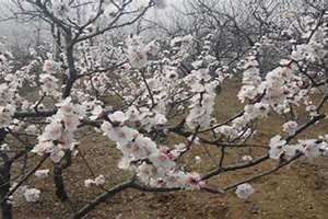 杏树开花是几月份 杏树开花前打药还是开花后打药