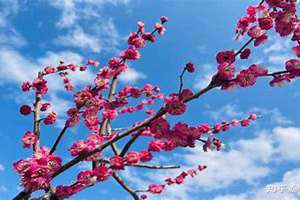 梅花代表什么生肖 梅花代表什么寓意
