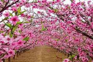 年柱桃花女命(年柱桃花)