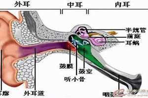 耳朵分为哪三部分组成 耳朵分为哪三部分图片