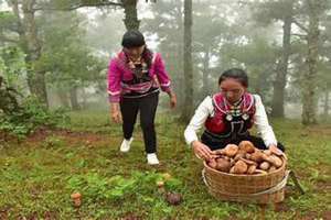 捡菌子的最佳时间 捡菌子的朋友圈怎么说