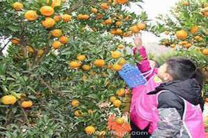 梦见摘橘子是什么征兆女性 梦见摘橘子吃是什么意思周公解梦