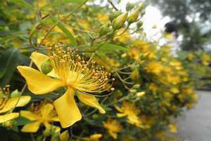 6月开什么花的季节 四川6月开什么花