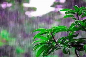 梦见雨淋在身上(梦见雨)