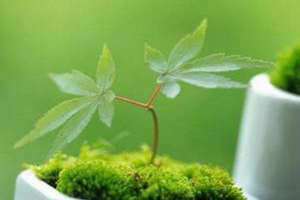 梦见绿色植物长得茂盛(梦见绿色植物)