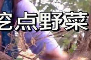 梦见和别人一起挖野菜是什么意思(挖野菜是什么意思)