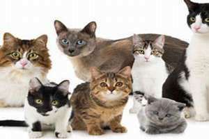 做梦梦到很多猫撵都撵不走(做梦梦到很多猫)