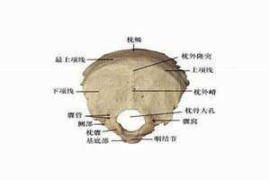 后脑勺枕骨在哪个位置图 枕骨在哪个位置图 ,面相中