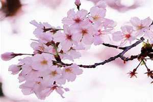 3月30号是什么日子(3月30)