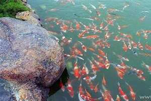 梦见水里好多鱼在游动还有死鱼 梦见水里好多鱼在游动周公解梦