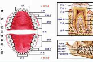 牙齿图片大全图解成人 牙齿图片大全图解龋坏啥意思