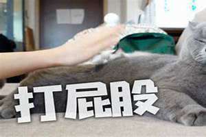 梦到打猫是什么意思 梦到打猫咪是什么征兆