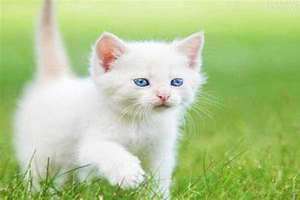 梦见小猫咪和我亲近(梦见小猫)