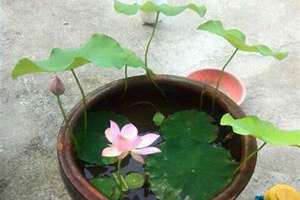 荷花怎么种视频教程 荷花怎么种植在水缸里