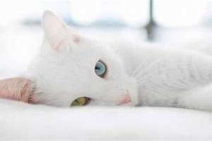 梦见白色的猫什么预兆 梦见白色的猫缠着我要咬我