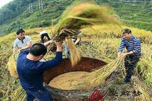 梦见收稻谷有什么预兆,一边是金黄的一边是禾苗(梦见收稻谷有什么预兆)