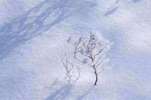 梦见地上有雪但没下雪 梦见地上有雪是什么意思?