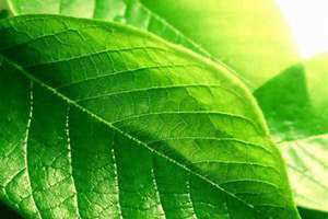 绿叶植物叶子发黄怎么办 绿叶植物用什么肥料