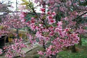 野桃花的作用与功效(野桃花)