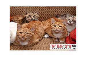 梦见好多猫是什么意思(梦见好多猫)
