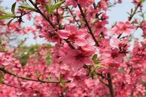 红艳桃花1朵指的是什么(红艳桃花)