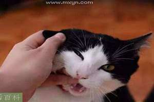 梦见被猫咬手是怎么回事 梦见被猫咬手出血什么预兆