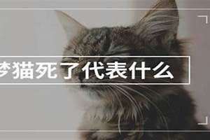 梦到猫死了什么预兆(梦到猫死了)