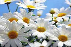 daisy英文名寓意什么意思 daisy英文名怎么读